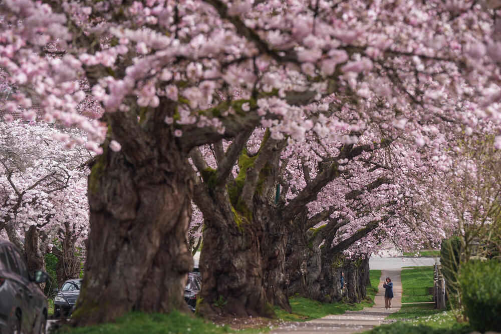 CP Stock imagery is available for single, editorial use on all platforms. Purchase a bundle and get prices as low as $7.50/image - use those images anytime. If a bundle is not purchased, standard rights managed rates will apply based on usage. 
Use 'cpstock' to search for all available stock images.
